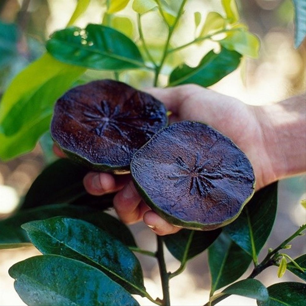 Semillas de Zapote Negro