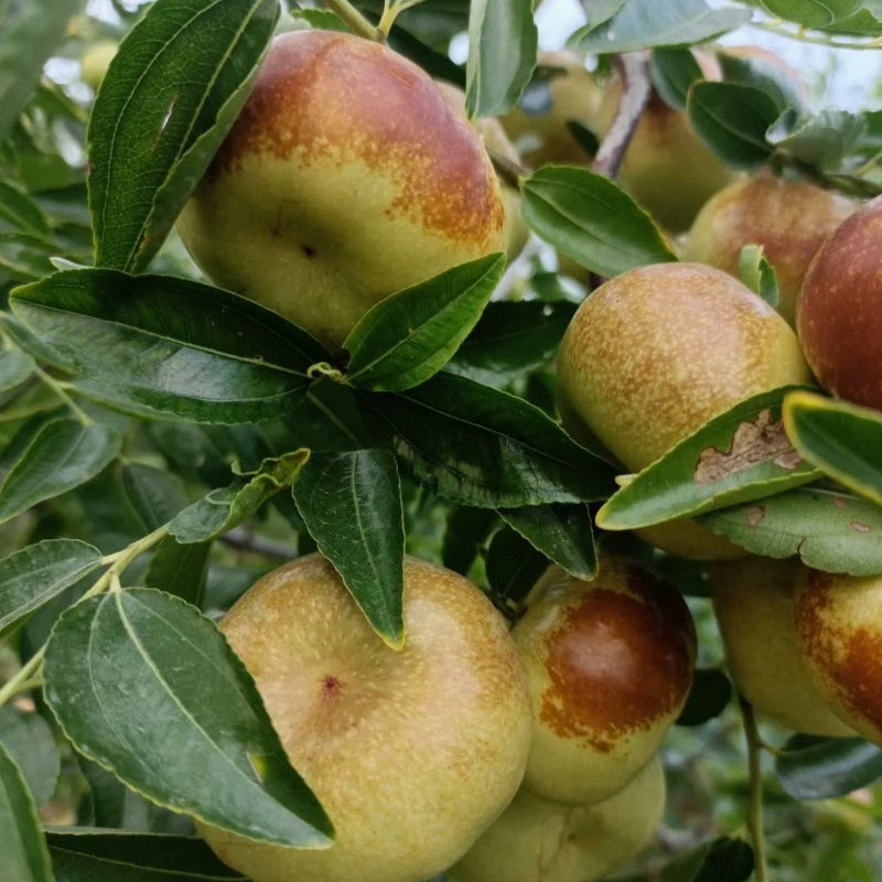 Semillas de dátiles chinos planos