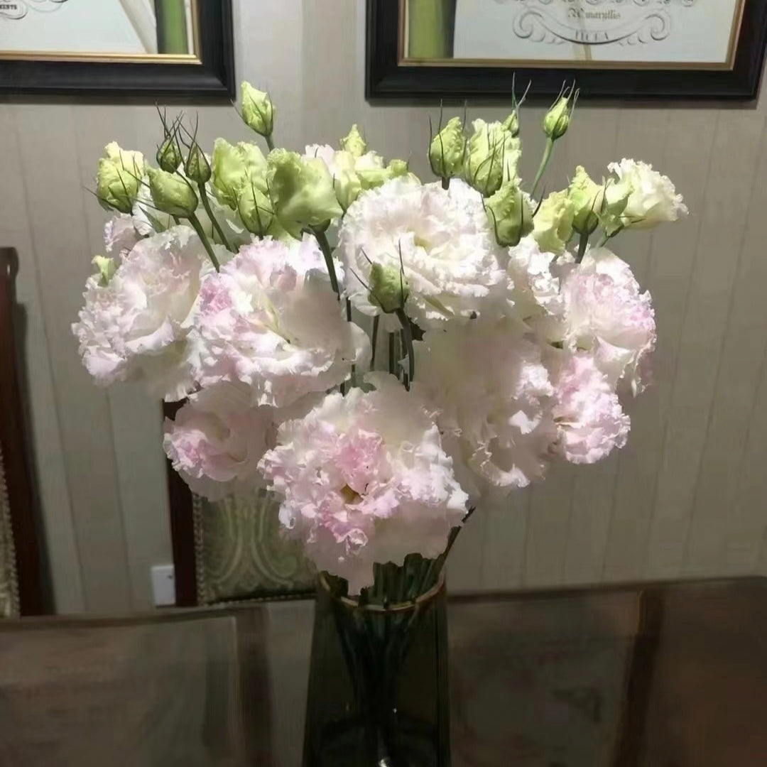 Eustoma-Rizos de Helado-Elegancia Graciosa en Cada Pétalo