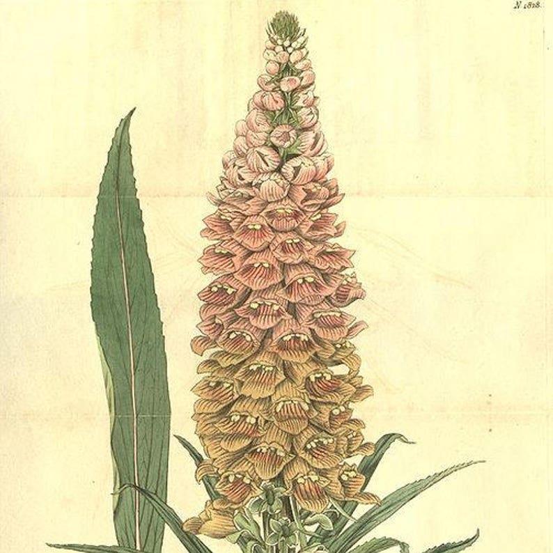 DIGITAL Dedalera Zorro Óxido Semillas Amarillas Herald de Colibrí Digitalis Ferruginea