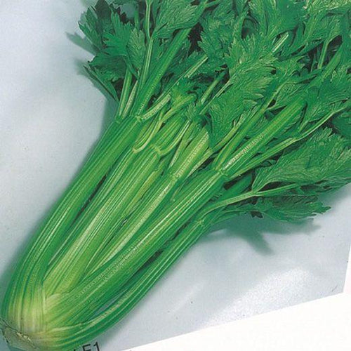 Celery Tango Organic