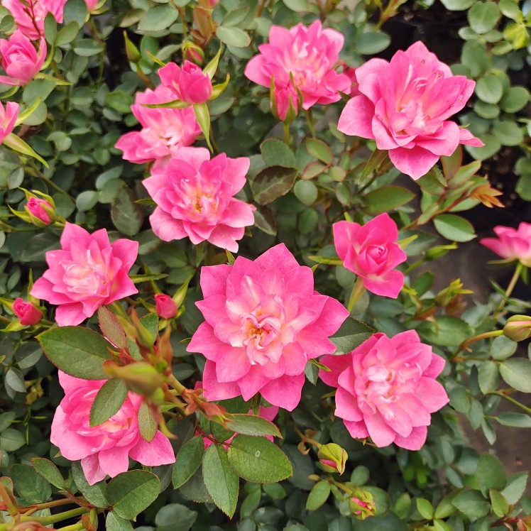 Miniatura Rosa Chinensis-Estrellas Loto Celestial🌺