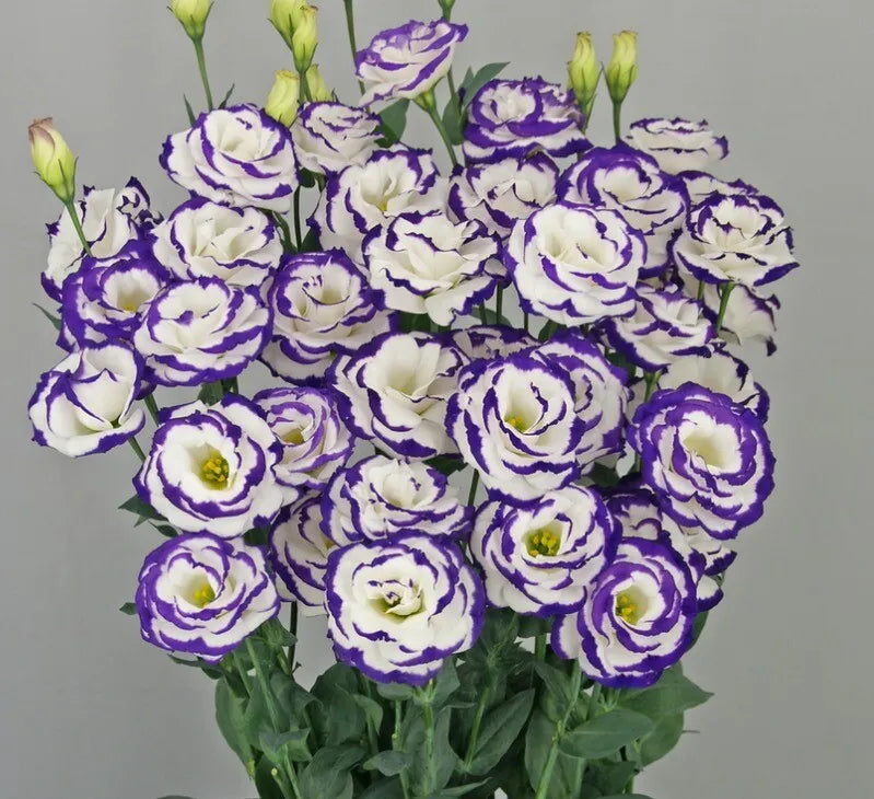 Semillas de Eustoma Russellianum