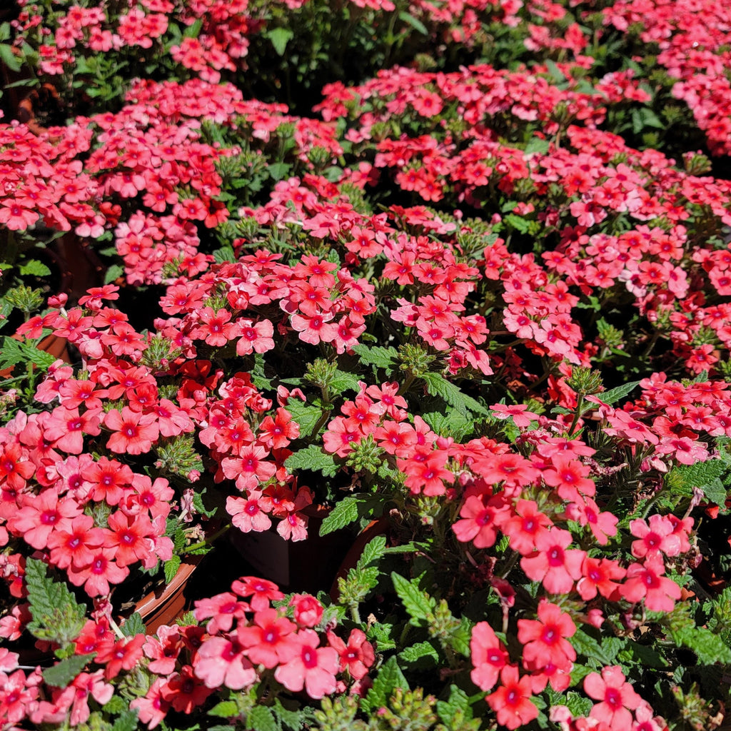 💐Semillas de Verbena de Jardín