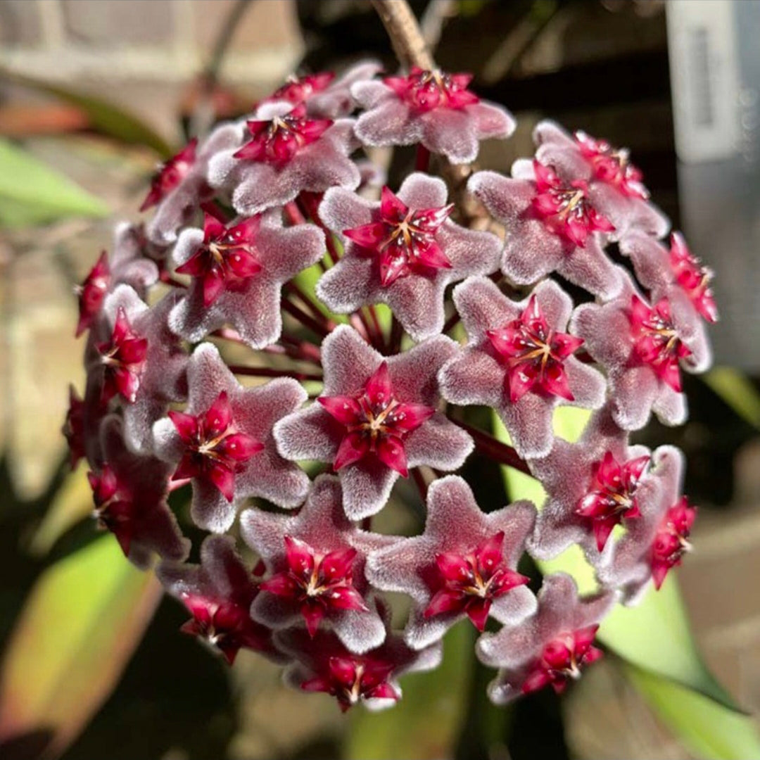 Semillas de flores de Hoya Carnosa - Hortensia grande agrupada con muchas florecillas en forma de estrella