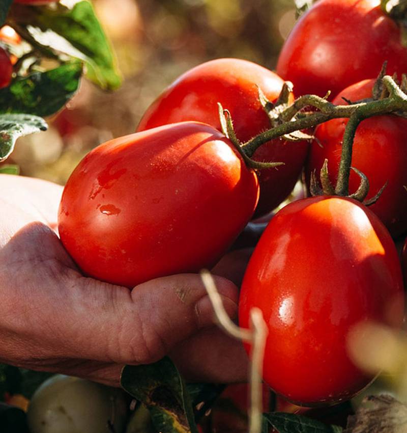 Tomates Cherry Gigantes