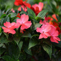 Semillas de flores de Impatiens Walleriana blancas