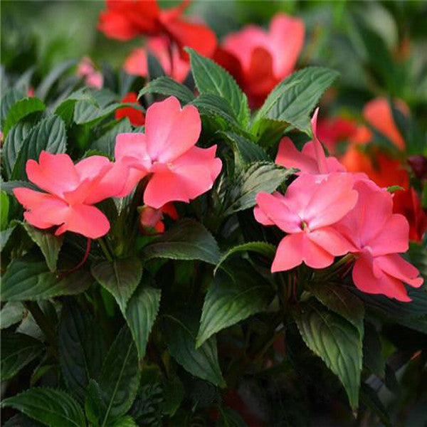 Semillas de flores de Impatiens Walleriana blancas