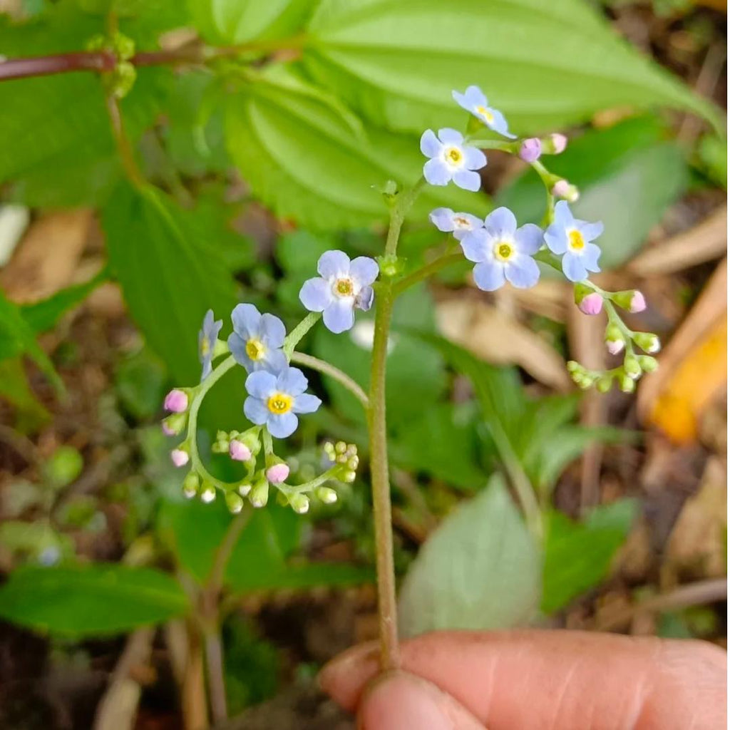 💐Escutelaria Emei