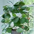 Semillas de Hoya Corazón