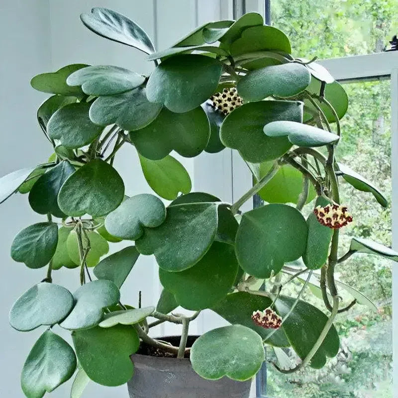 Semillas de Hoya Corazón