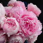 Paeonia Lactiflora Bonsái Planta Hogar Jardín