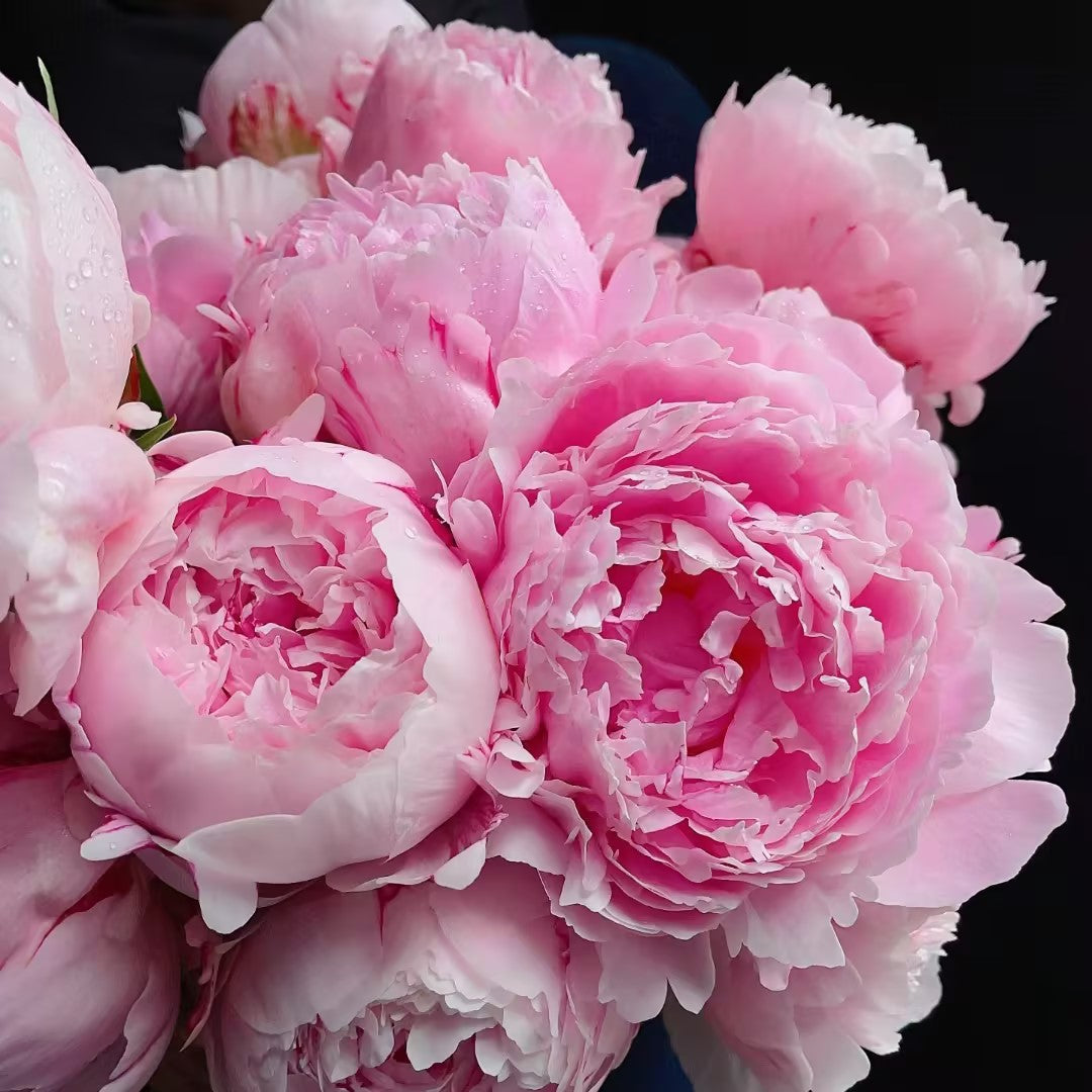 Paeonia Lactiflora Bonsái Planta Hogar Jardín