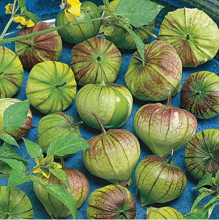 Semillas de Tomatillo Super Verde