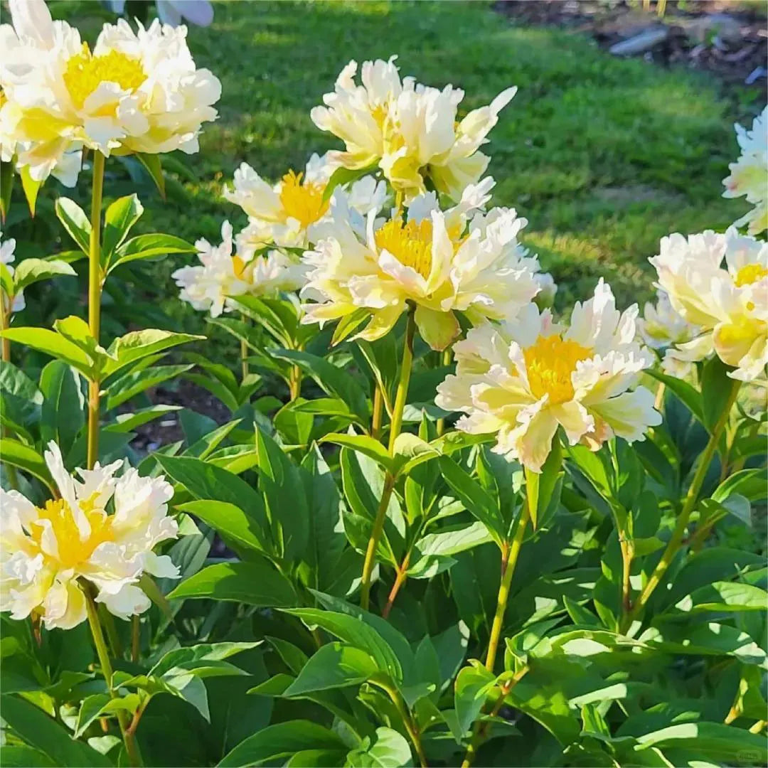 🌺Peonia - El amor te rodea