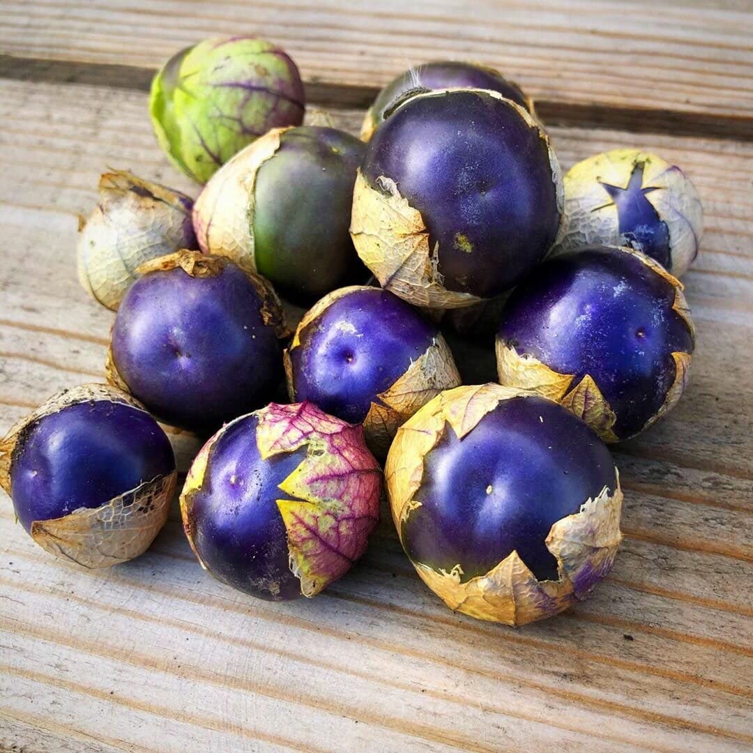 Semillas de tomatillo morado - No transgénicas