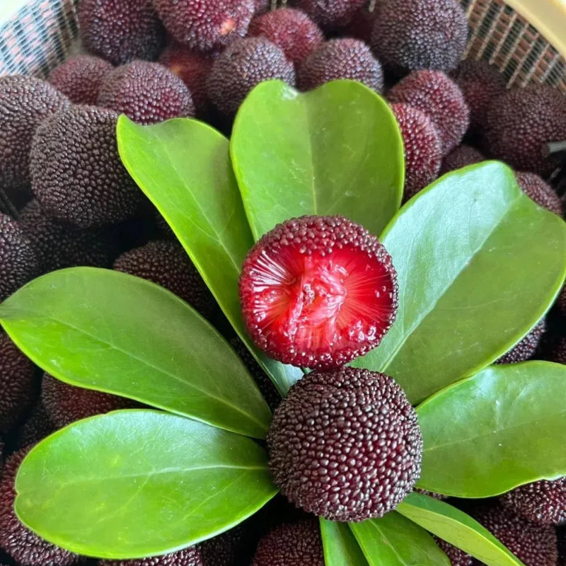 🍒 Semillas de Arrayán Perla Negra Gigante