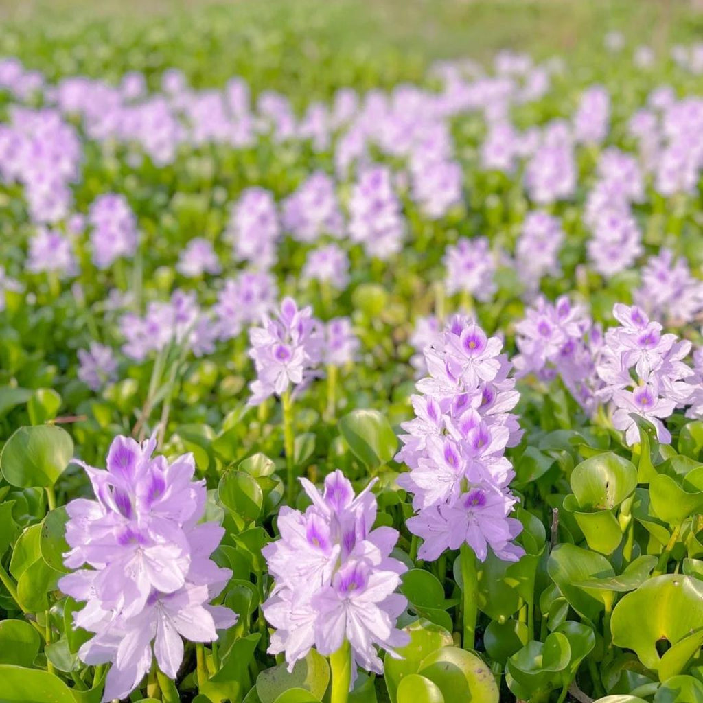 🌺Jacinto de agua - "La corona de flores violetas que embellece el mundo"🧚‍♀️🌿
