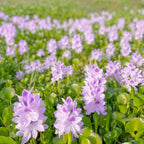 🌺Jacinto de agua - "La corona de flores violetas que embellece el mundo"🧚‍♀️🌿