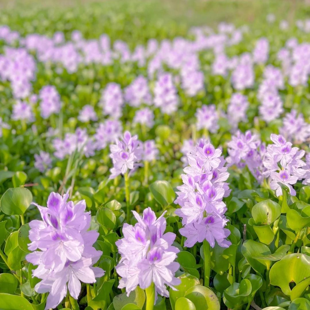 🌺Jacinto de agua - "La corona de flores violetas que embellece el mundo"🧚‍♀️🌿