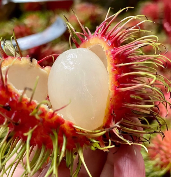 Semillas de fruta de rambután rojo de jardín