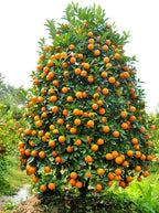 Kumquat Tree Seeds