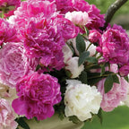 🔥ÚLTIMO DÍA 45% DE DESCUENTO🌺LA REINA DE LAS FLORES—PEONÍAS DE PÉTALOS DOBLES