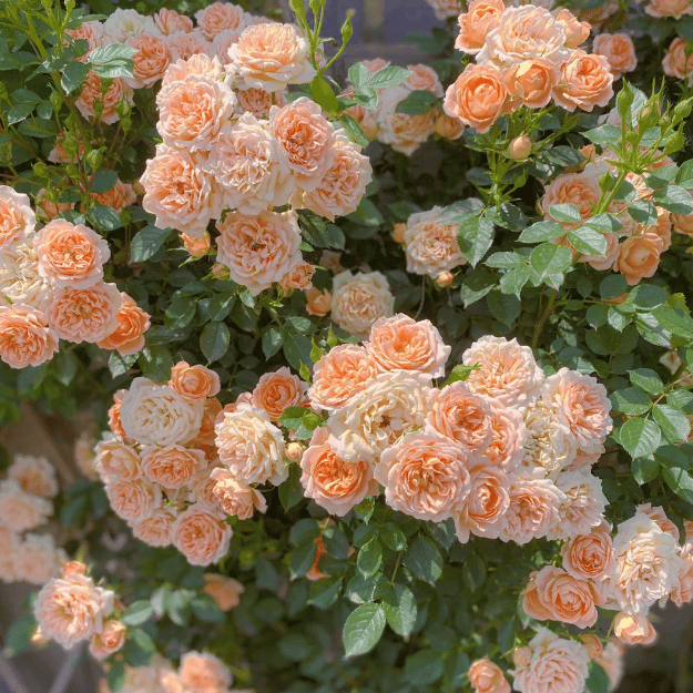 Promoción de primavera 49% DE DESCUENTO - 🌱Semillas de rosal trepador
