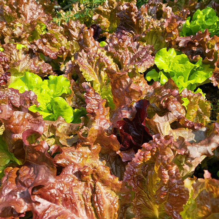 Semillas de lechuga orgánica