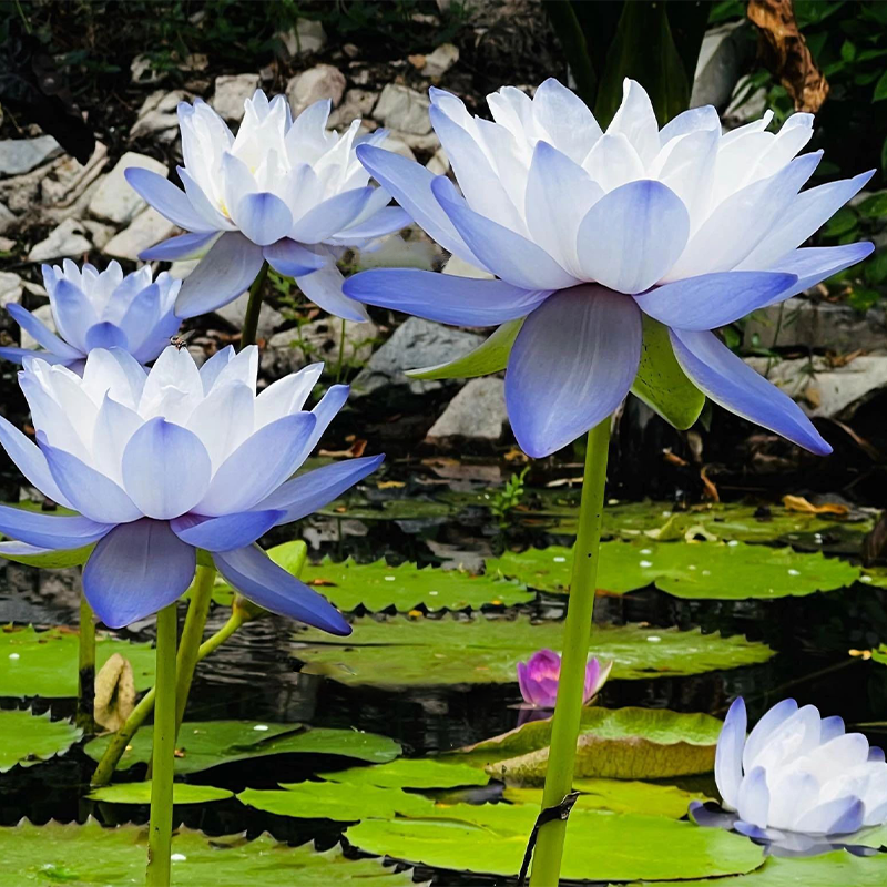 Nymphaea Gigantea Hook-Loto Gigante Australiano