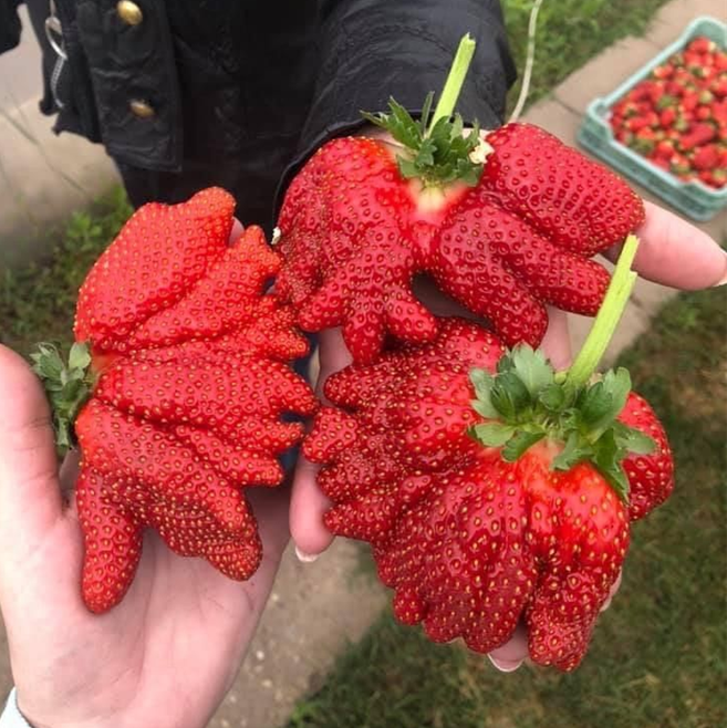 🍓Semillas de fresa súper gigantes