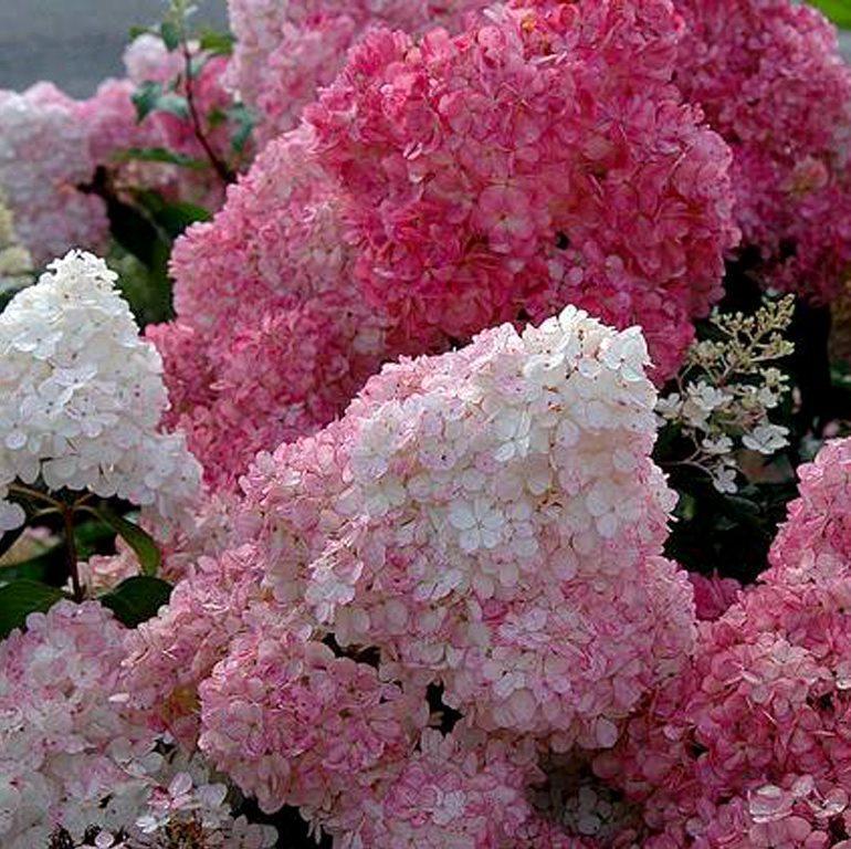 Semillas de flores de hortensia paniculata 💞 Semillas de flores para jardín en casa