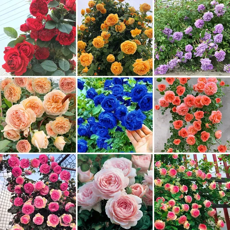 🩷 9 Tipos De Semillas De Rosas Trepadoras De Colores Raros Y Más