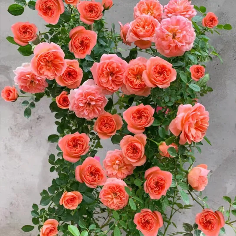 🩷 9 Tipos De Semillas De Rosas Trepadoras De Colores Raros Y Más