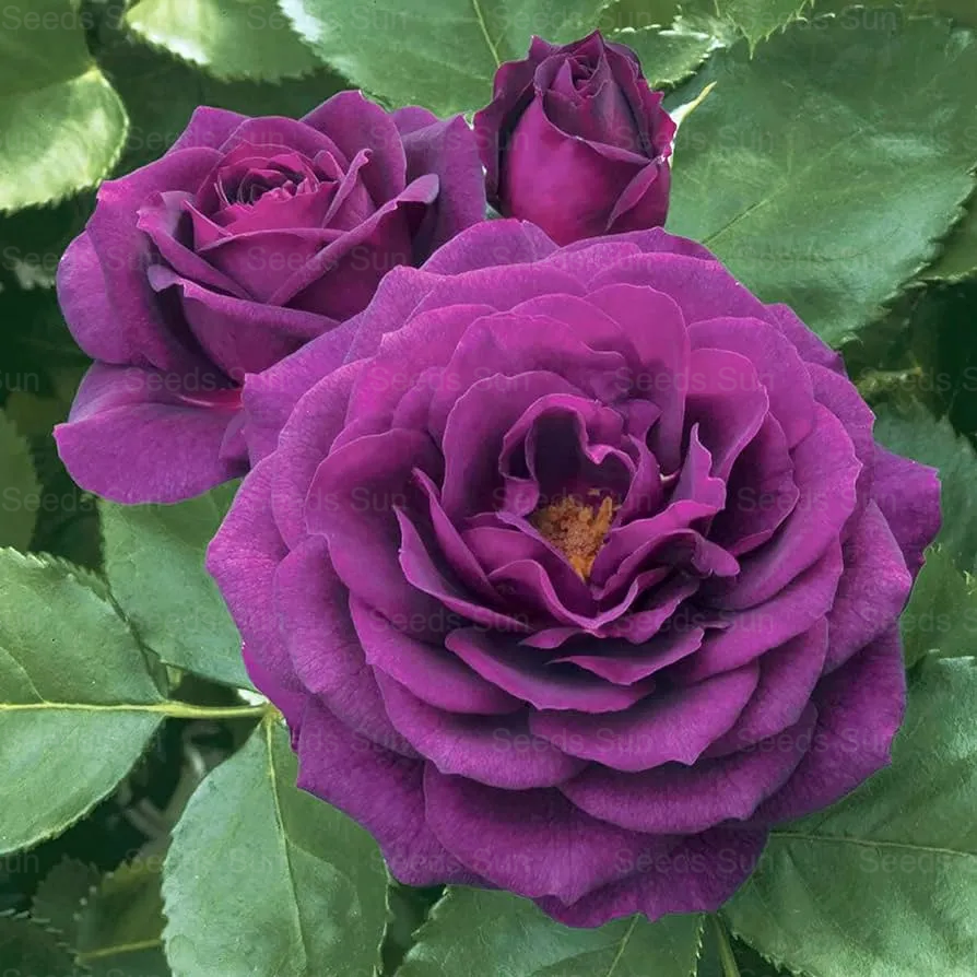 🩷 9 Tipos De Semillas De Rosas Trepadoras De Colores Raros Y Más