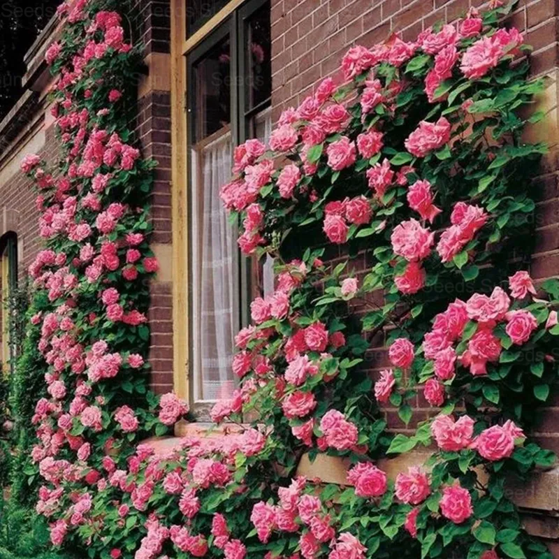 🩷 9 Tipos De Semillas De Rosas Trepadoras De Colores Raros Y Más