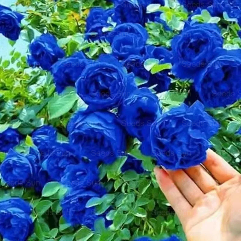 🩷 9 Tipos De Semillas De Rosas Trepadoras De Colores Raros Y Más