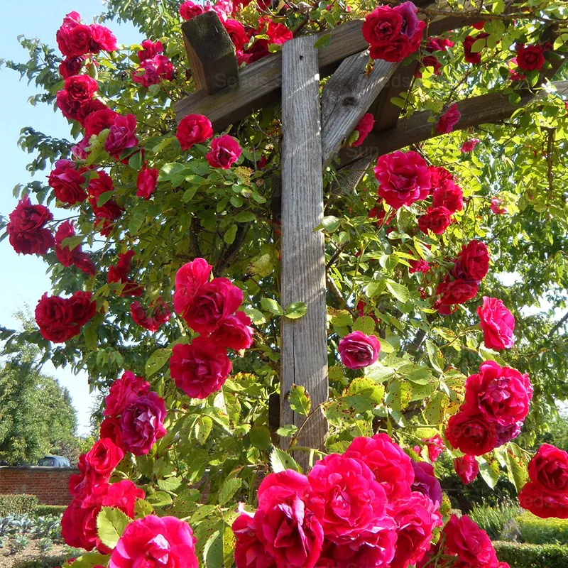 🩷 9 Tipos De Semillas De Rosas Trepadoras De Colores Raros Y Más