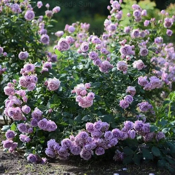 🩷 9 Tipos De Semillas De Rosas Trepadoras De Colores Raros Y Más