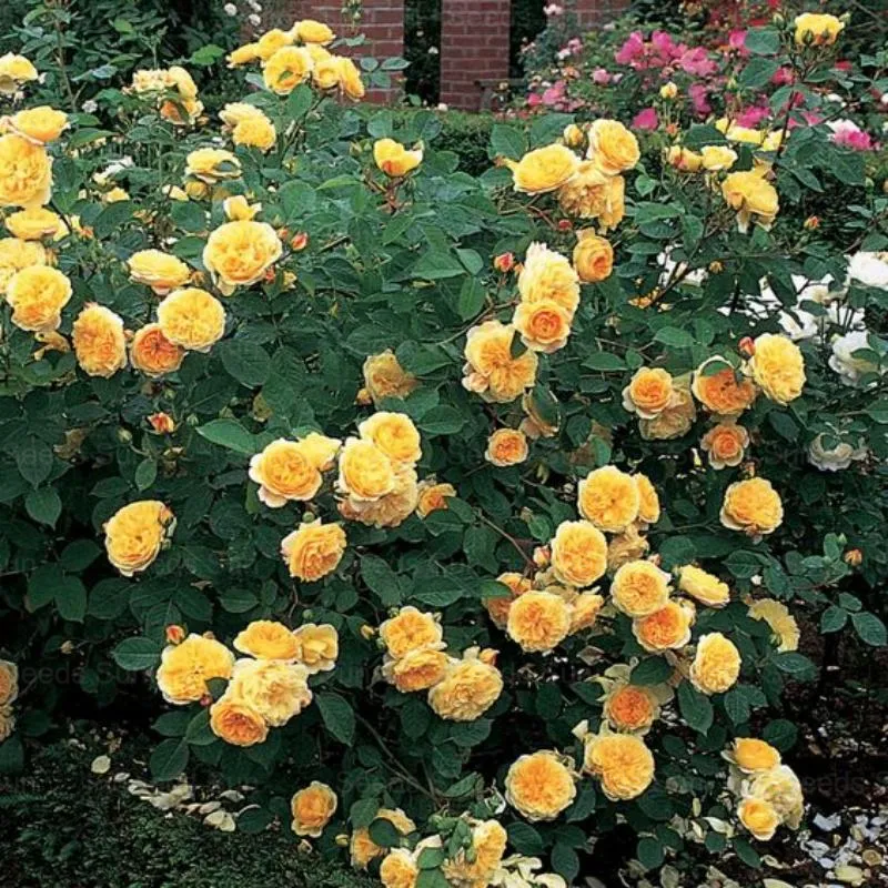 🩷 9 Tipos De Semillas De Rosas Trepadoras De Colores Raros Y Más