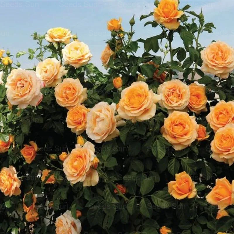 🩷 9 Tipos De Semillas De Rosas Trepadoras De Colores Raros Y Más