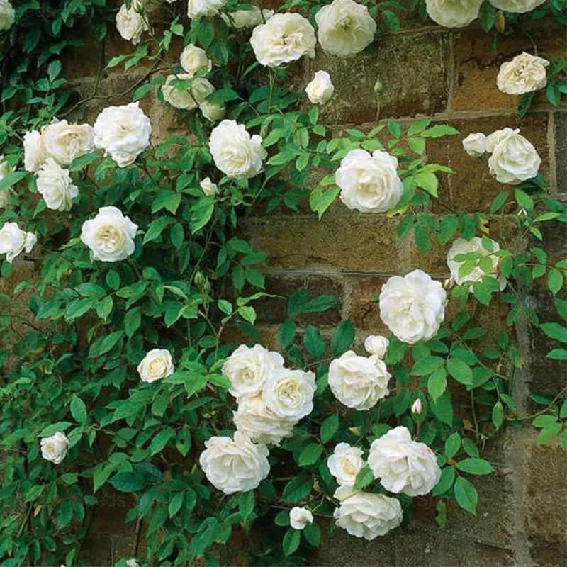 🩷 9 Tipos De Semillas De Rosas Trepadoras De Colores Raros Y Más