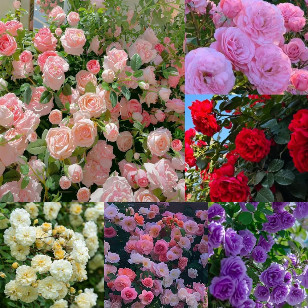 🩷 9 Tipos De Semillas De Rosas Trepadoras De Colores Raros Y Más