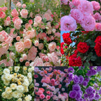 🩷 9 Tipos De Semillas De Rosas Trepadoras De Colores Raros Y Más