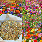 🐝Amigable con los insectos🔥Más de 60 semillas de flores perennes variadas🌿Puras sin OMG