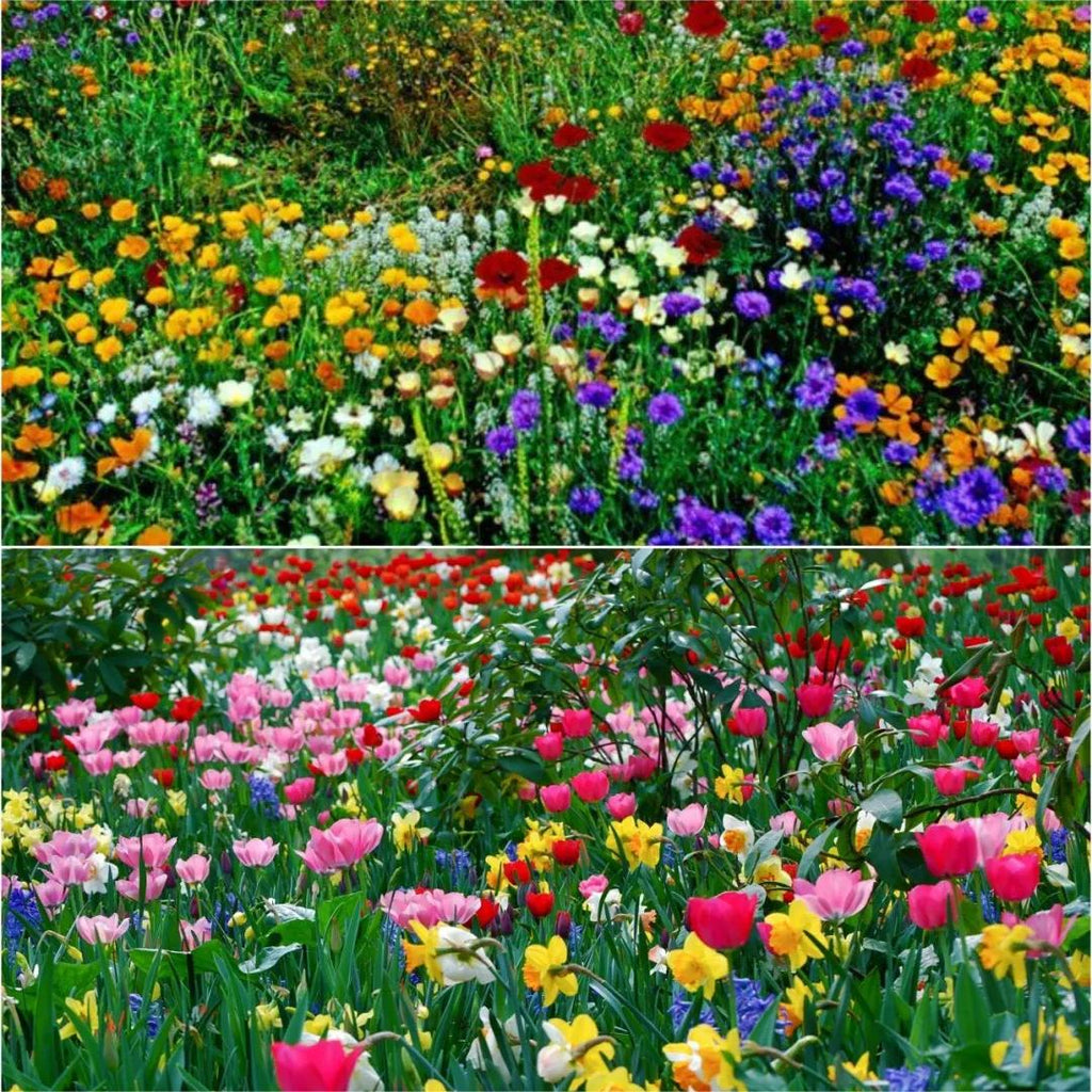 🐝Amigable con los insectos🔥Más de 60 semillas de flores perennes variadas🌿Puras sin OMG