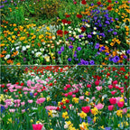 🐝Amigable con los insectos🔥Más de 60 semillas de flores perennes variadas🌿Puras sin OMG