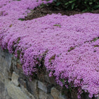 Creeping Thyme Homegrown Seeds🌱Easy to Plant and Grow Non-GMO Perennial Flower Premium Seeds🌺