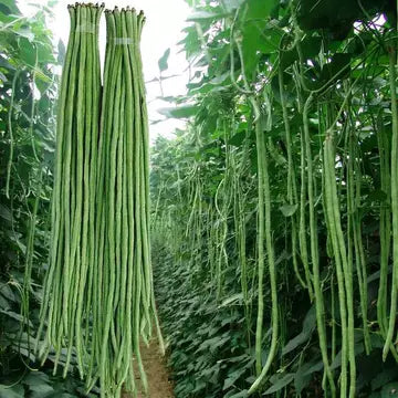 Long cowpea: A high-yielding vegetable in a short time