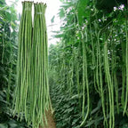 Long cowpea: A high-yielding vegetable in a short time
